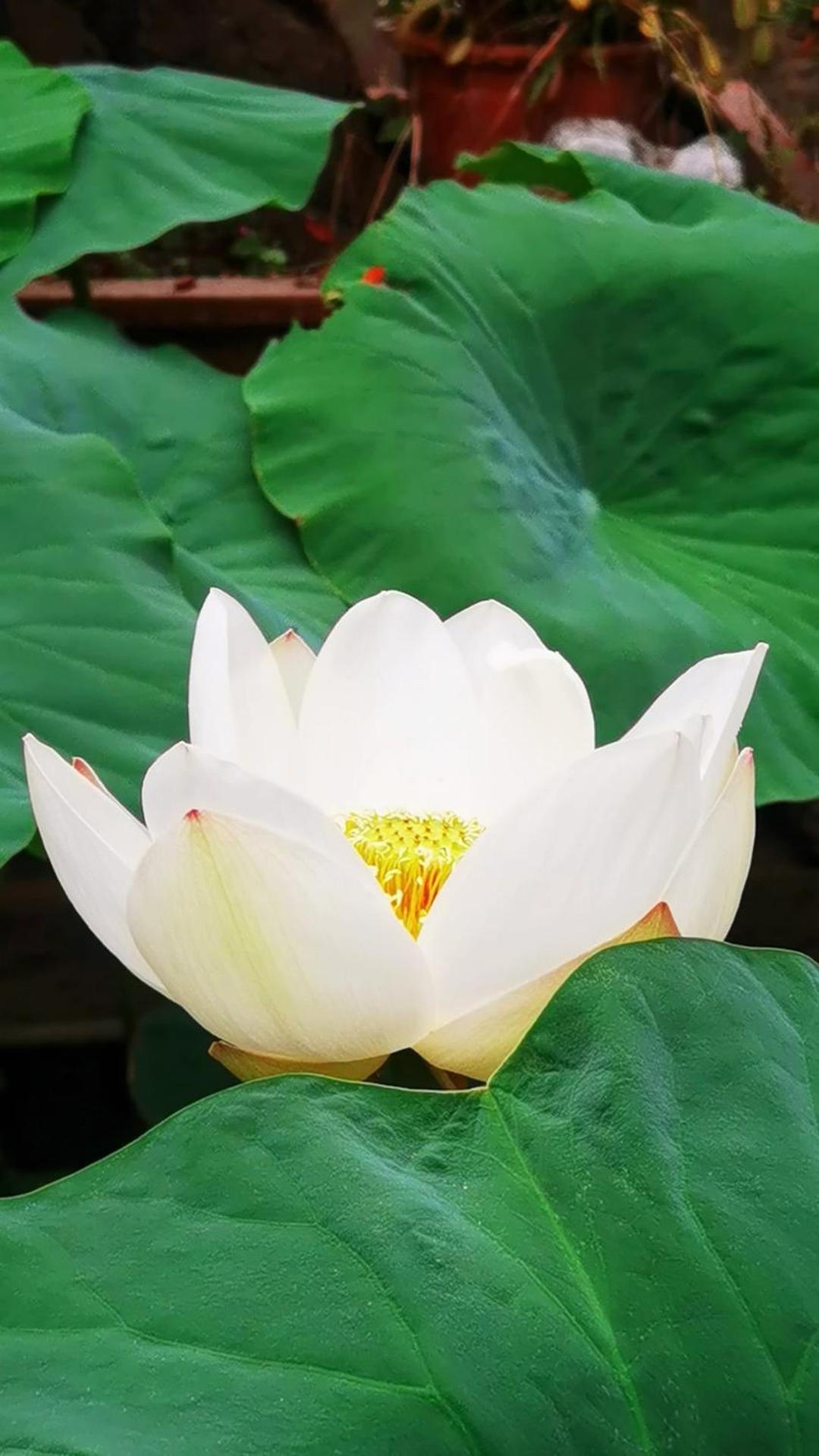 The Lily Pad Inn Ta-li Exteriér fotografie